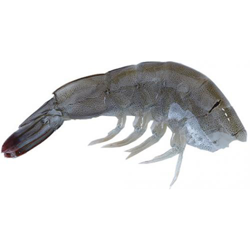 shrimp-chan様サイズ1 一枚 Z Man EZ ShrimpZ 3 1/2 inch Unrigged 4 pack — Discount Tackle