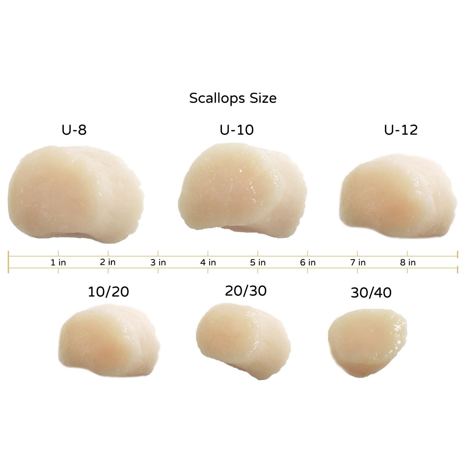 Iqf Scallop 60 80