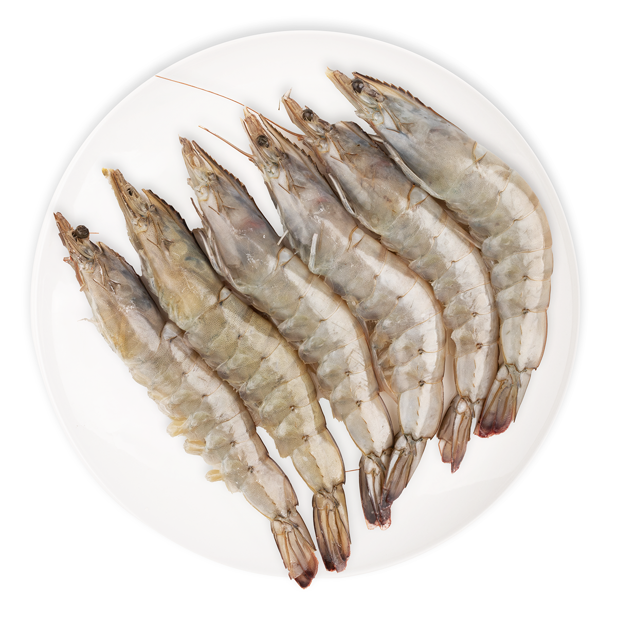 Head-on Champmar Shrimp 50/60